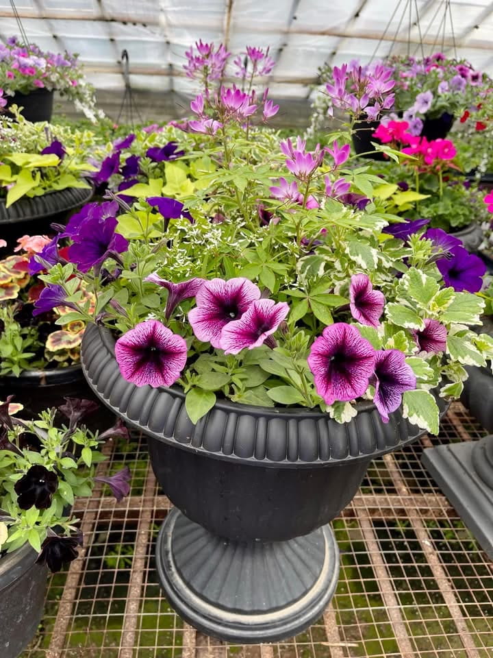 Annuals 1