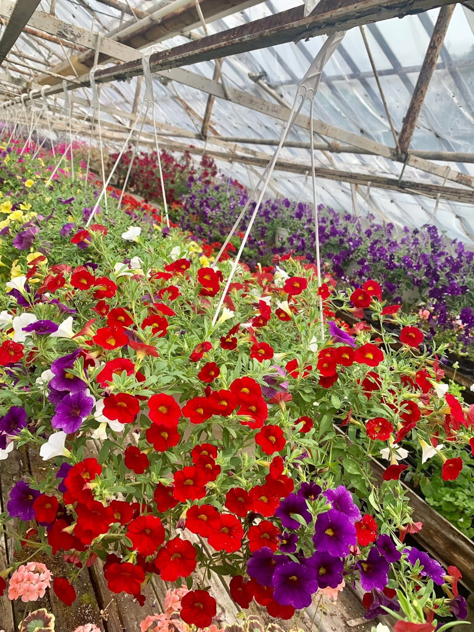 Annuals 4