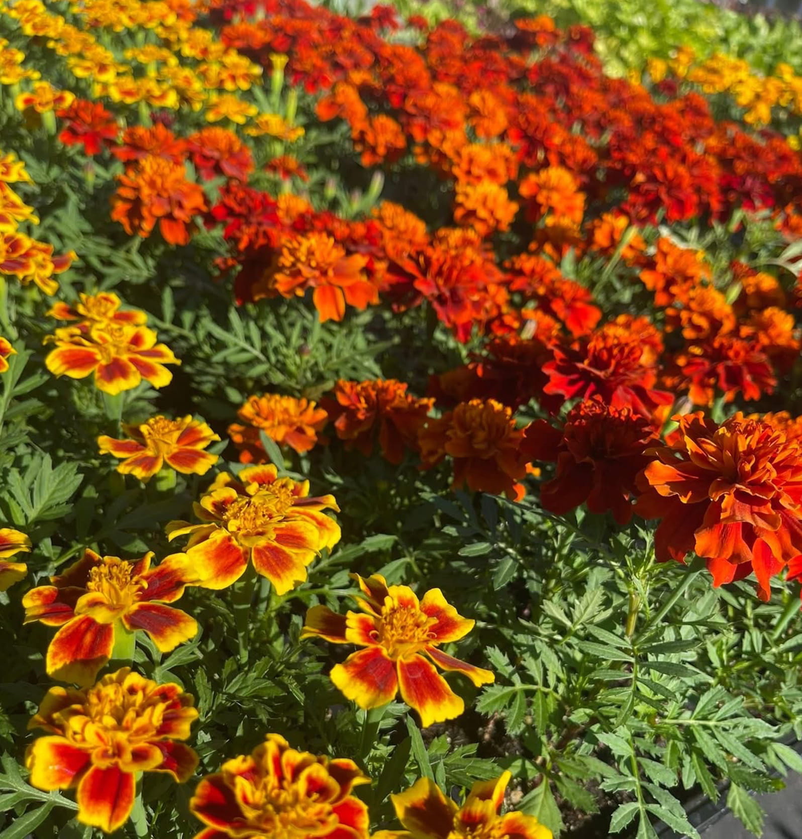 Annuals info