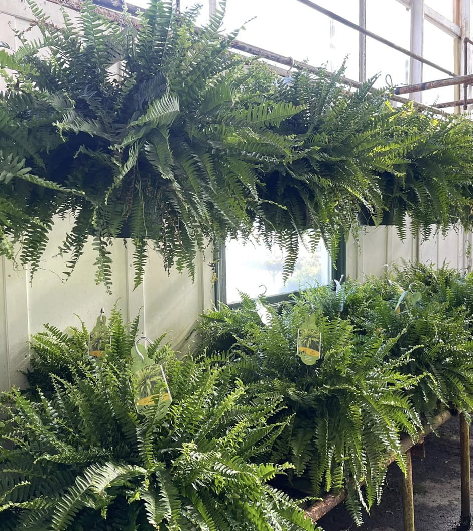 Grown for Western New York