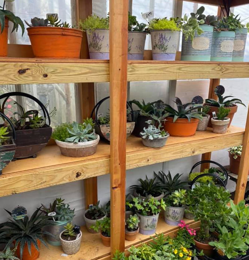 House Plant backdrop
