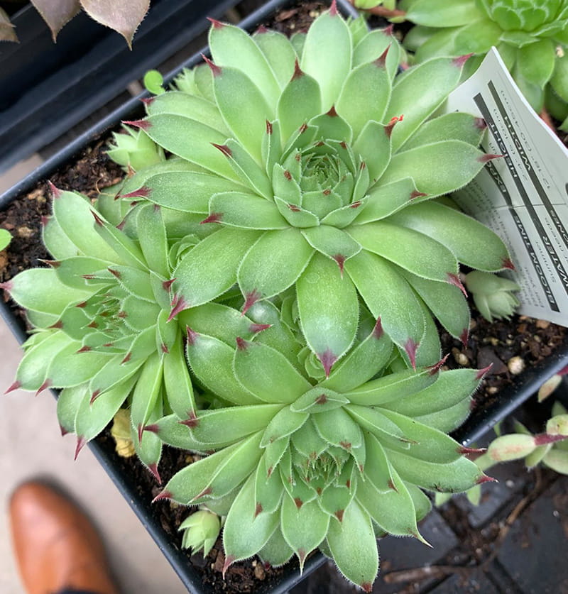 House Plant info