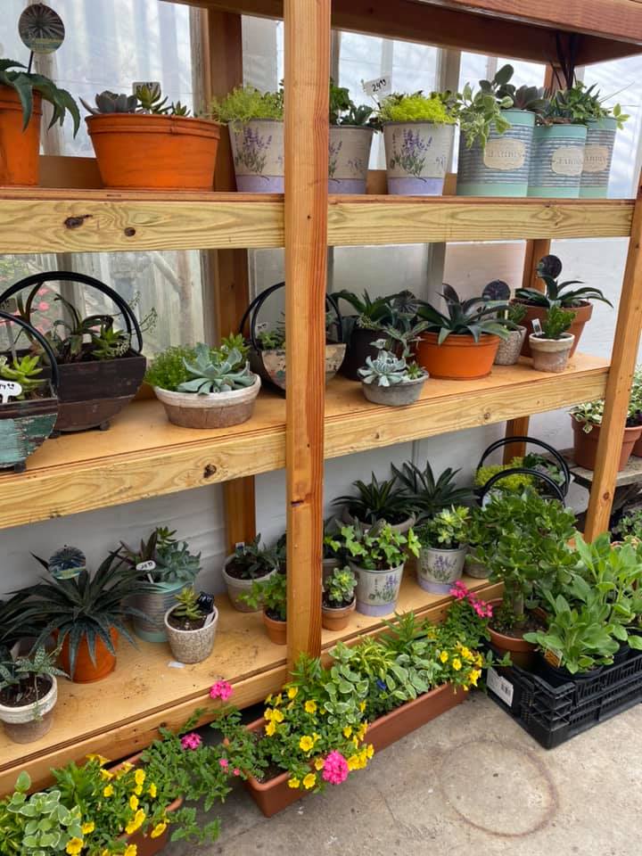 House Plants 2
