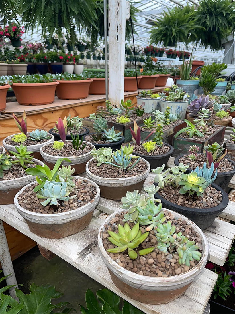 House Plants 3