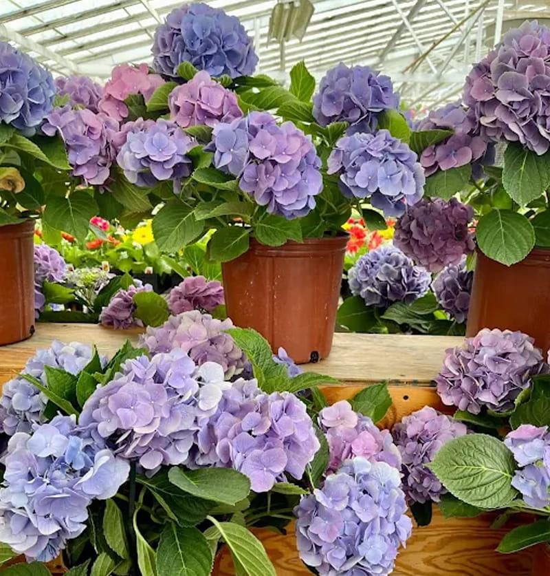 Perennials info