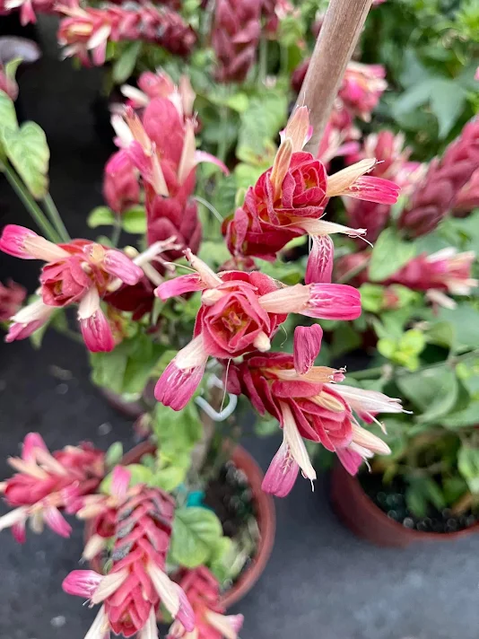Perrenials 5