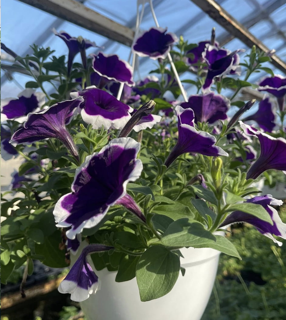 Trusted by Gardeners of WNY
